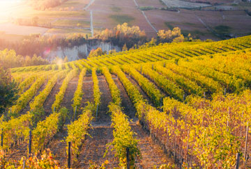 Il Monferrato e le Langhe